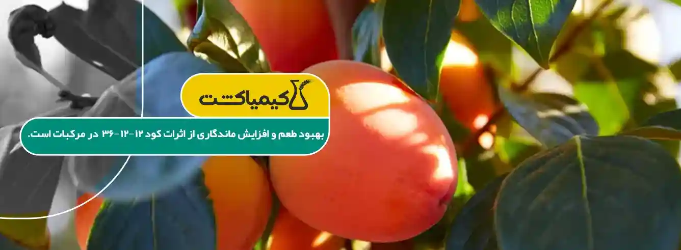 زمان مصرف کود 12 12 36 برای گوجه فرنگی