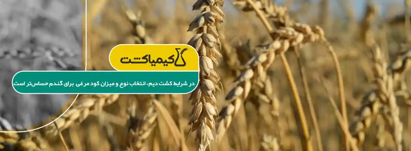 بهترین زمان مصرف کود مرغی برای گندم