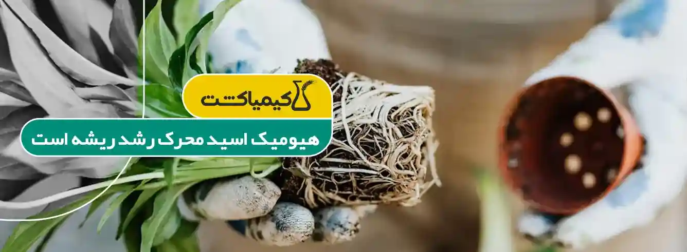 کود هیومیک اسید برای چه گیاهانی مناسب است؟ - گیاهان مناسب برای استفاده از هیومیک اسید