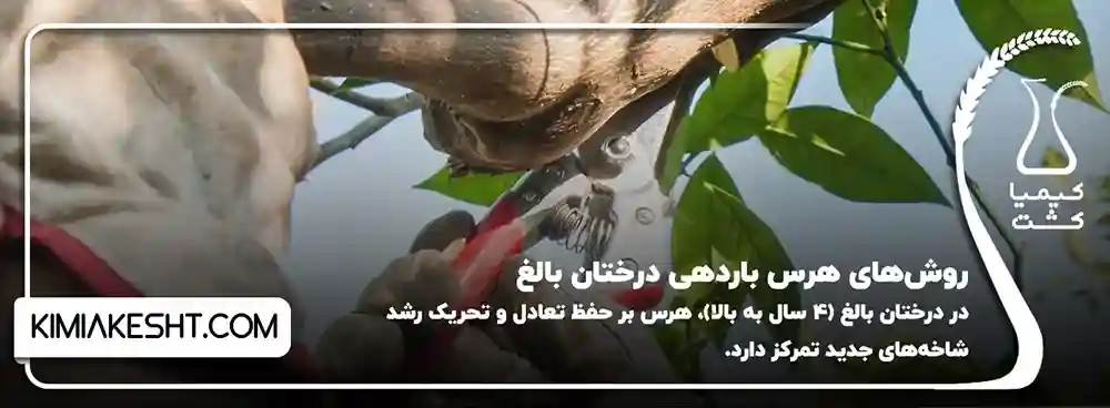 روش های هرس باردهی درختان بالغ