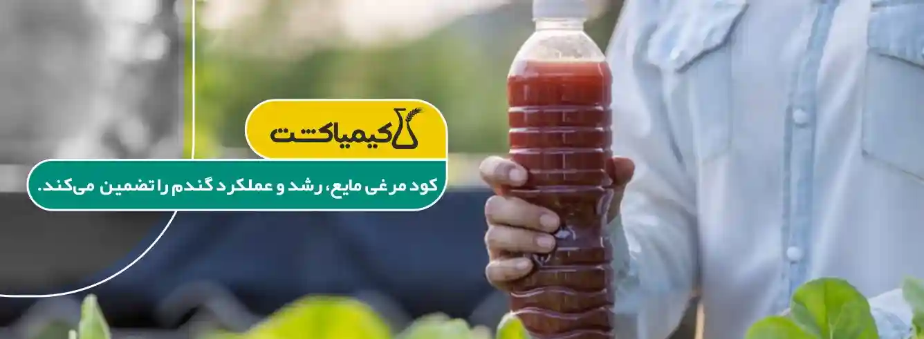 کود مرغی برای گندم - تصویر توضیحات 1