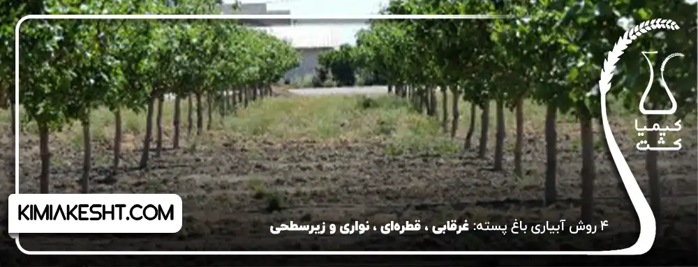 4 روش آبیاری باغ پسته