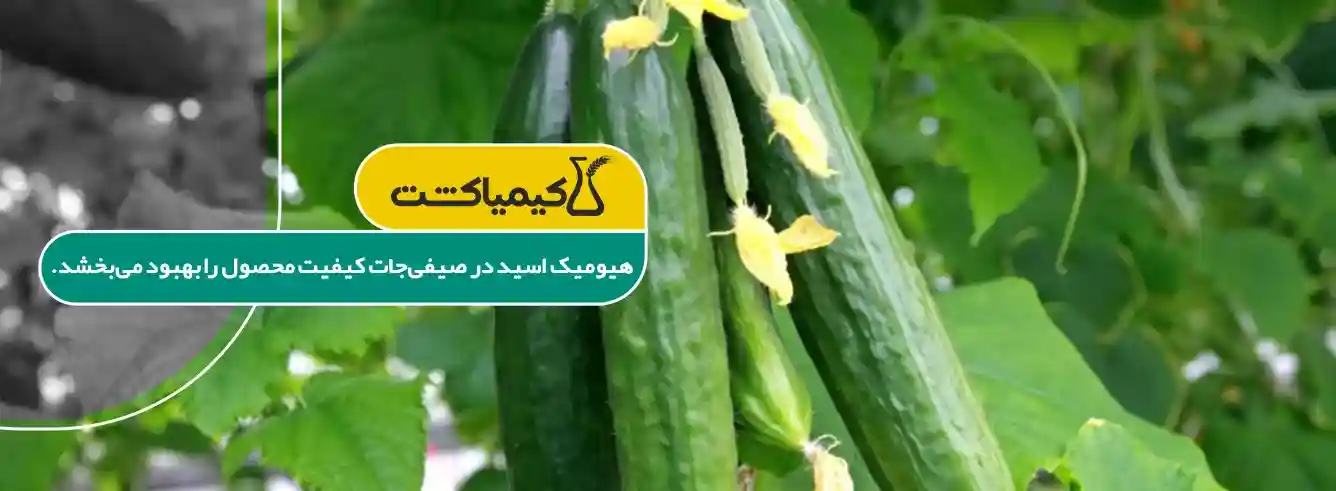 خواص هیومیک اسید برای گیاهان