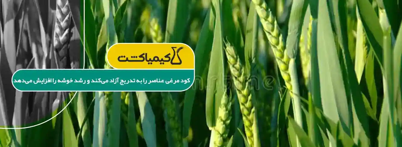 مقدار مصرف کود مرغی در هکتار برای گندم