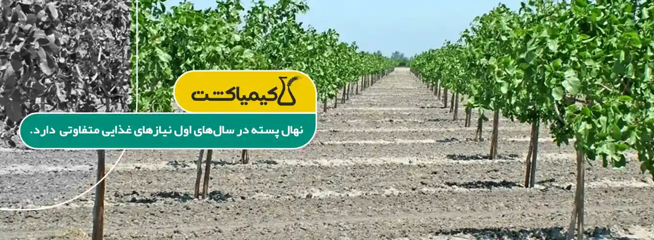 بهترین کود برای رشد سریع نهال پسته - نحوه مصرف کود برای نهال پسته