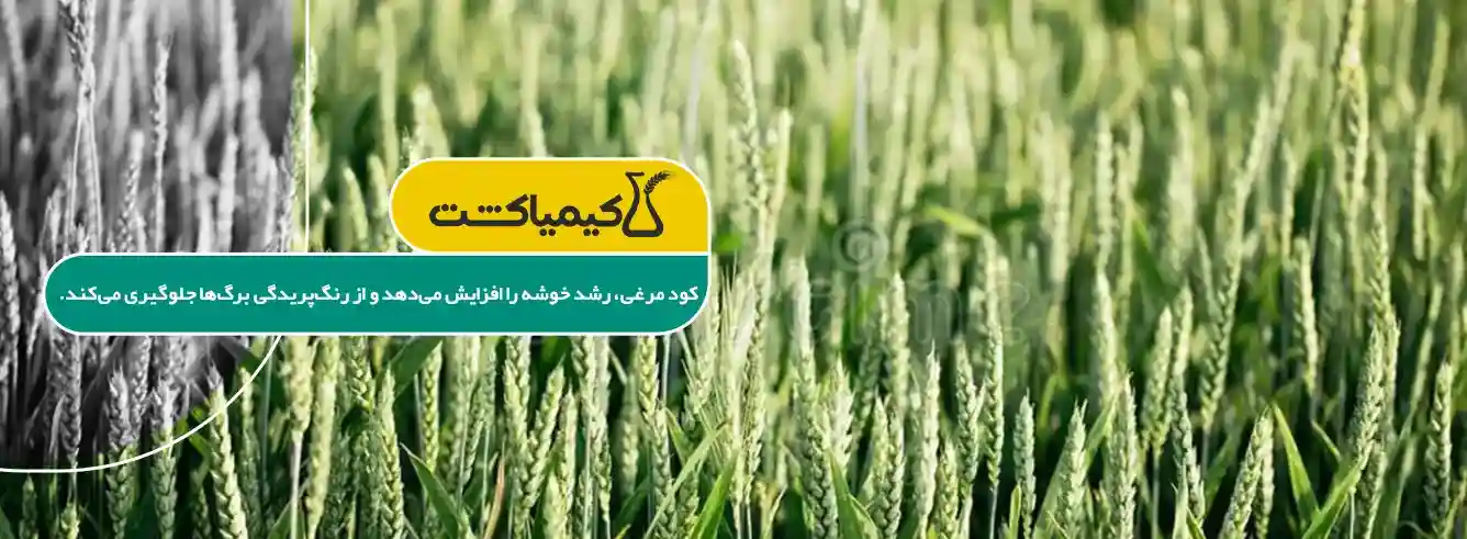 کود مرغی برای گندم - خرید کود مرغی مایع برای گندم