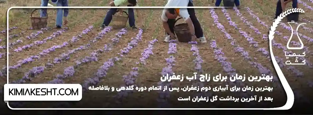 بهترین زمان برای زاج آب زعفران