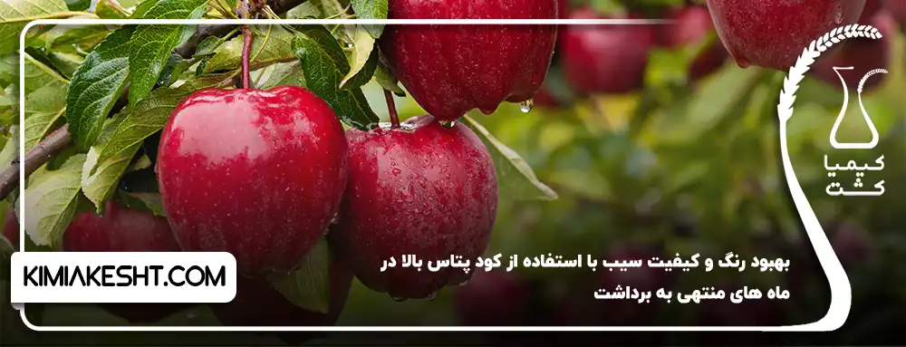 بهبود رنگ و کیفیت سیب
