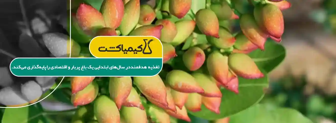 بهترین کود برای رشد سریع نهال پسته - تصویر توضیحات 1