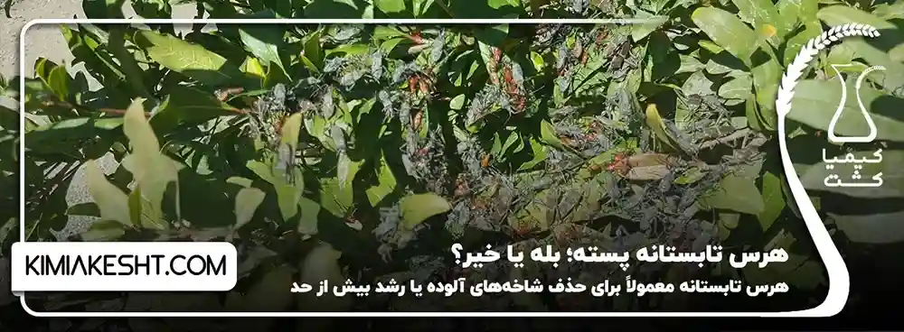 هرس تابستانه پسته؛ بله یا خیر؟