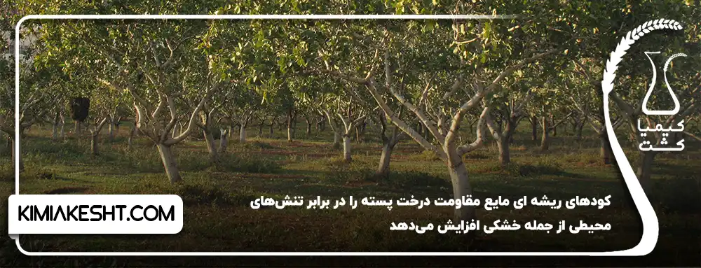 کودهای ریشه ای مایع