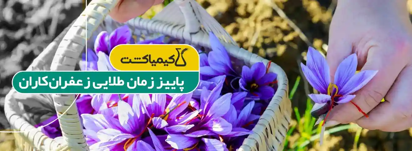 پاییز زمان طلایی زعفرانکاران