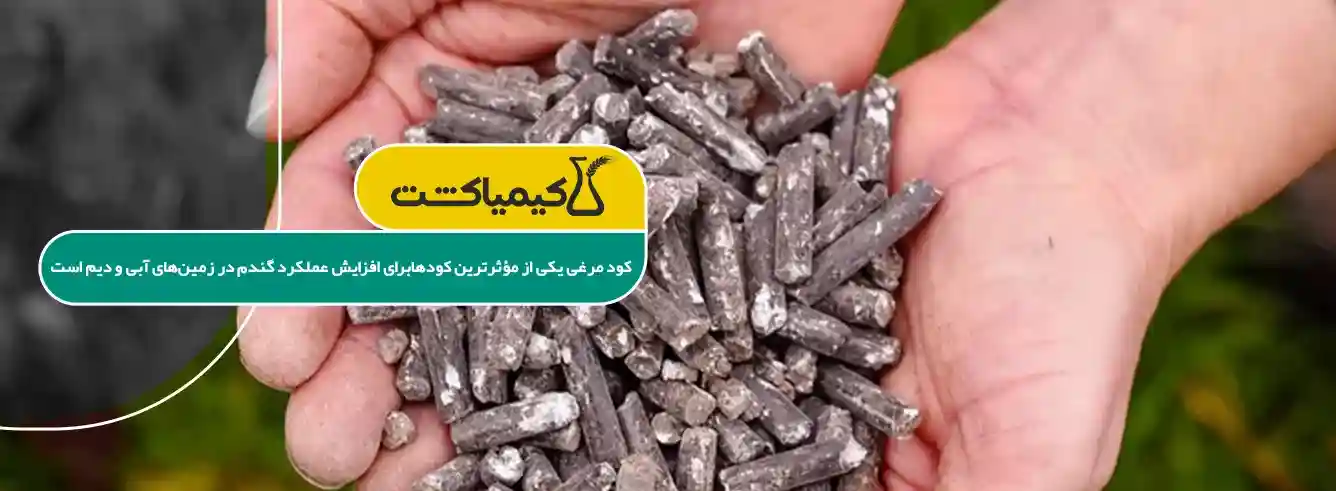 قیمت کود مرغی برای گندم