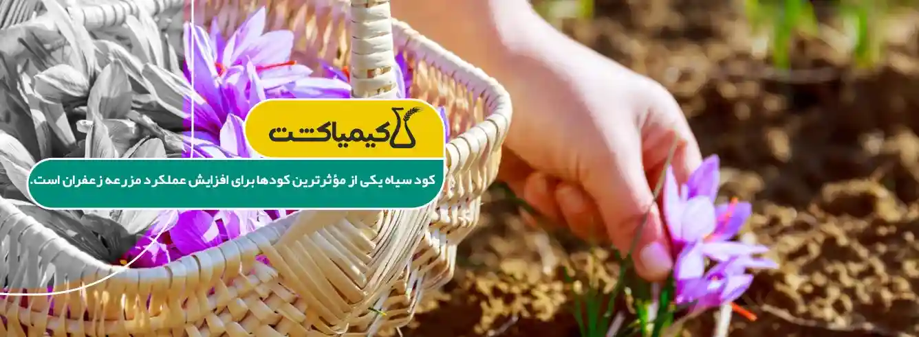کود سیاه برای زعفران - تصویر توضیحات 1
