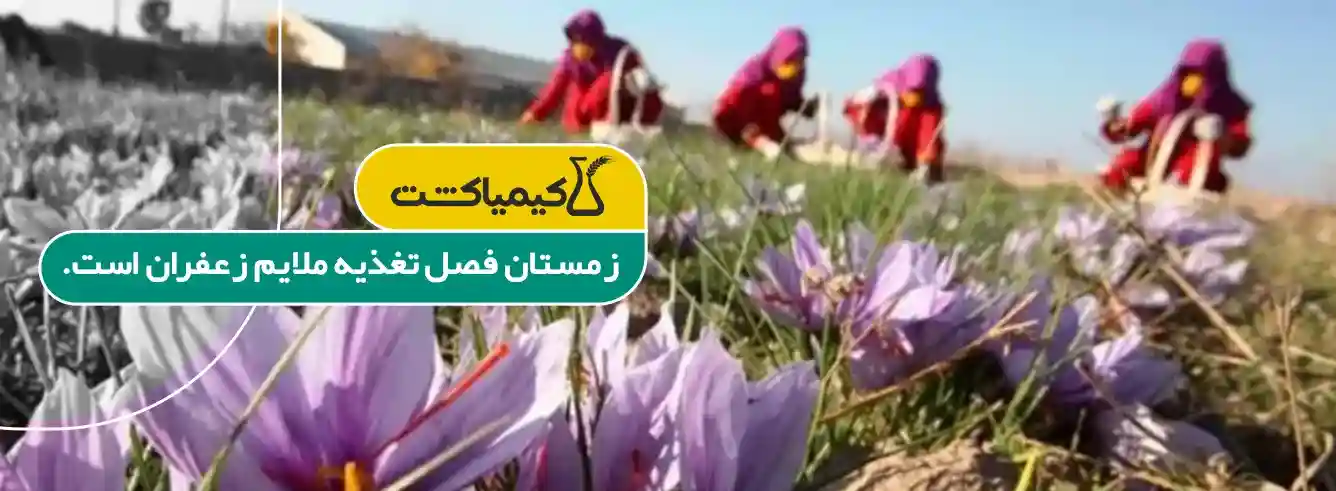 زمستان زعفران