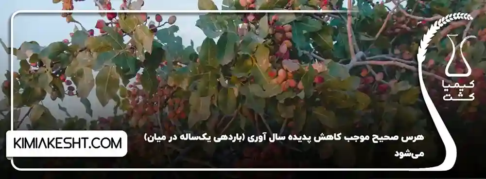 هرس صحیح موجب کاهش پدیده سال آوری