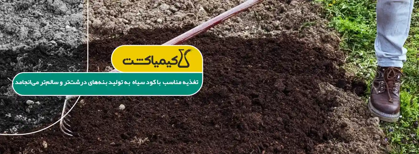 کود سیاه برای زعفران - قیمت کود سیاه برای زعفران