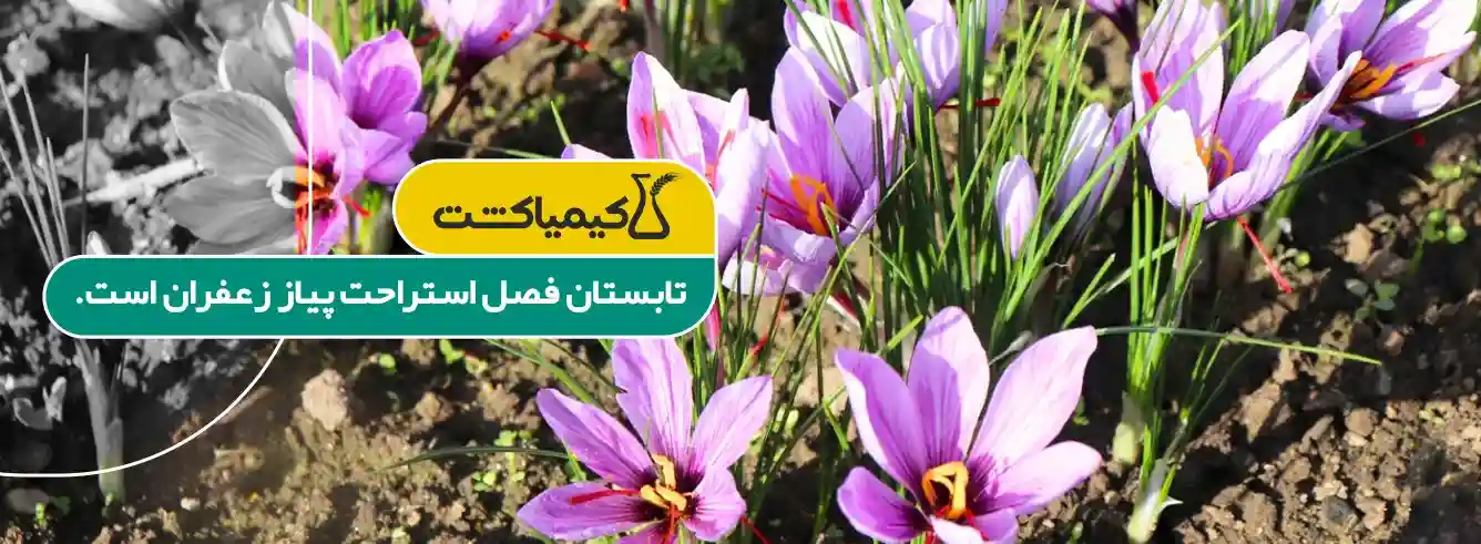 فصل استراحت زعفران