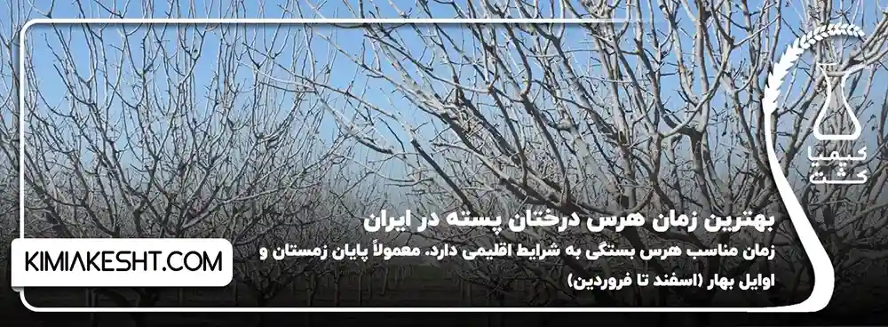 بهترین زمان هرس درختان پسته در ایران