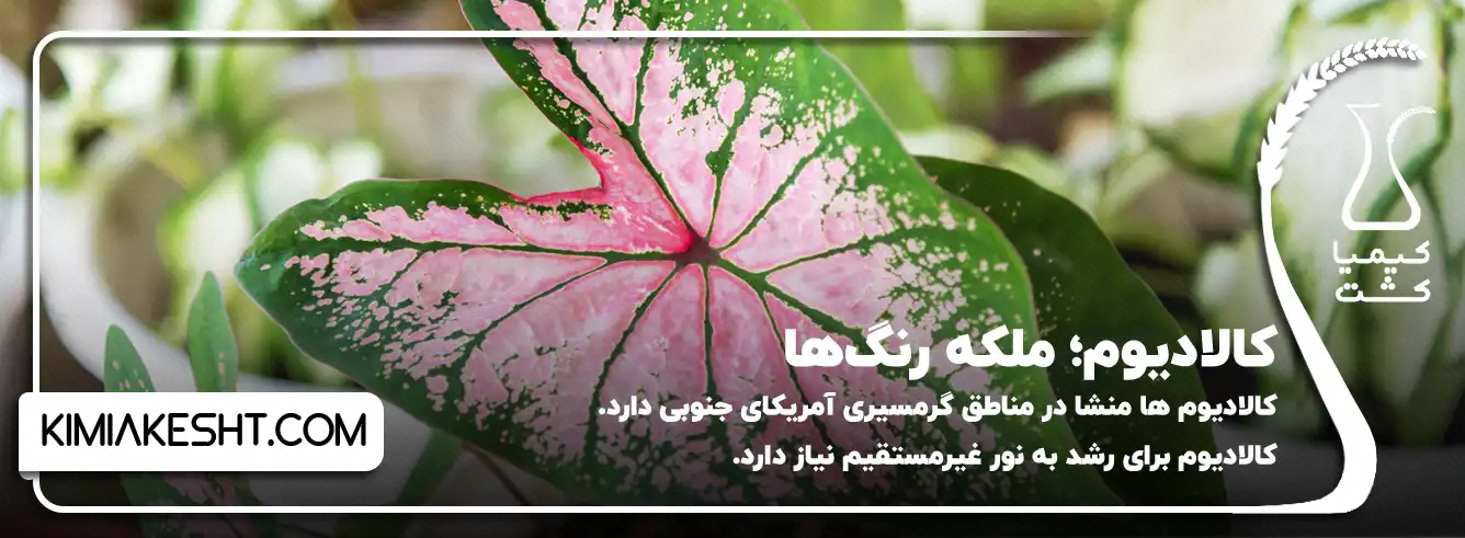 برگ کالادیوم با مرکز صورتی و حاشیهٔ سبز