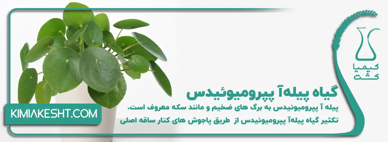 پیله‌آ پپرومیوئیدس با برگ‌های گرد سبز در گلدان سفید