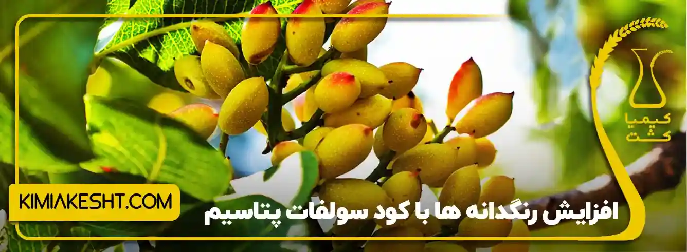 بهبود رنگ‌گیری و کیفیت ظاهری