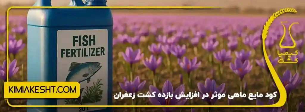 کود مایع ماهی موثر در افزایش بازده کشت زعفران