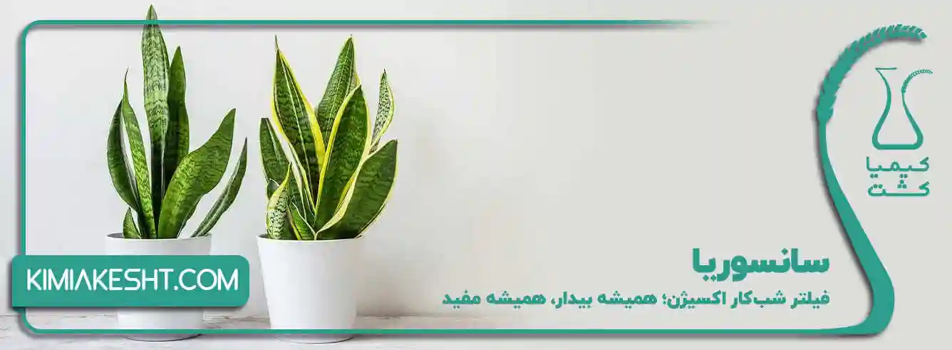 سانسوریا