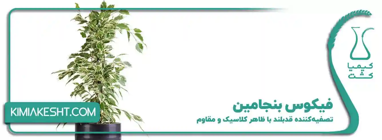 فیکوس بنجامین