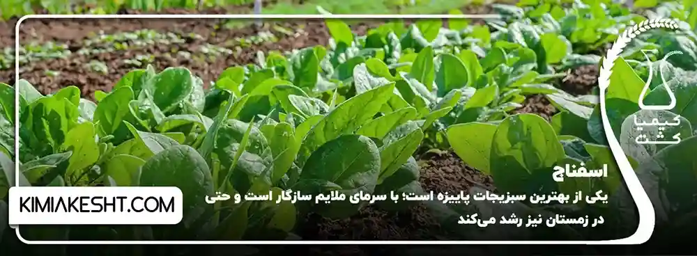 اسفناج