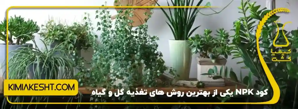 کود KPK از بهترین روش های رشد گیاه