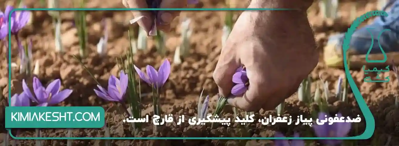 بهترین قارچ کش زعفران
