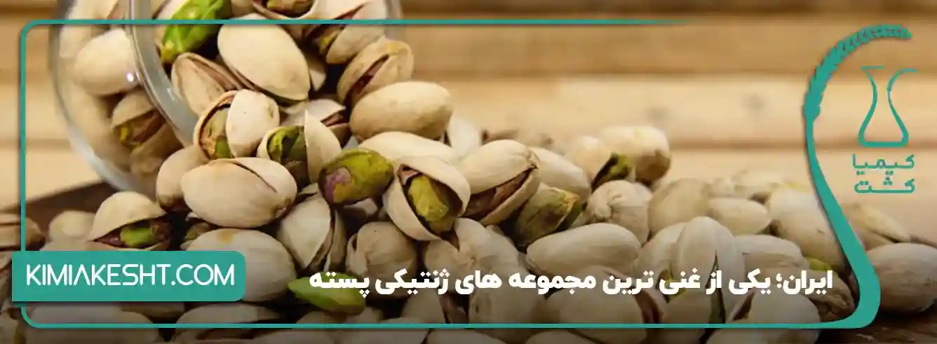 تنوع ارقام پسته در ایران
