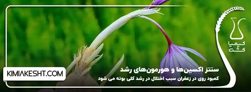 کمبود روی در زعفران سبب اختلال سنتز اکسین_ها و هورمون_های رشد