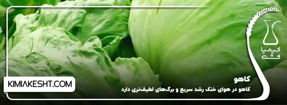 کاهو