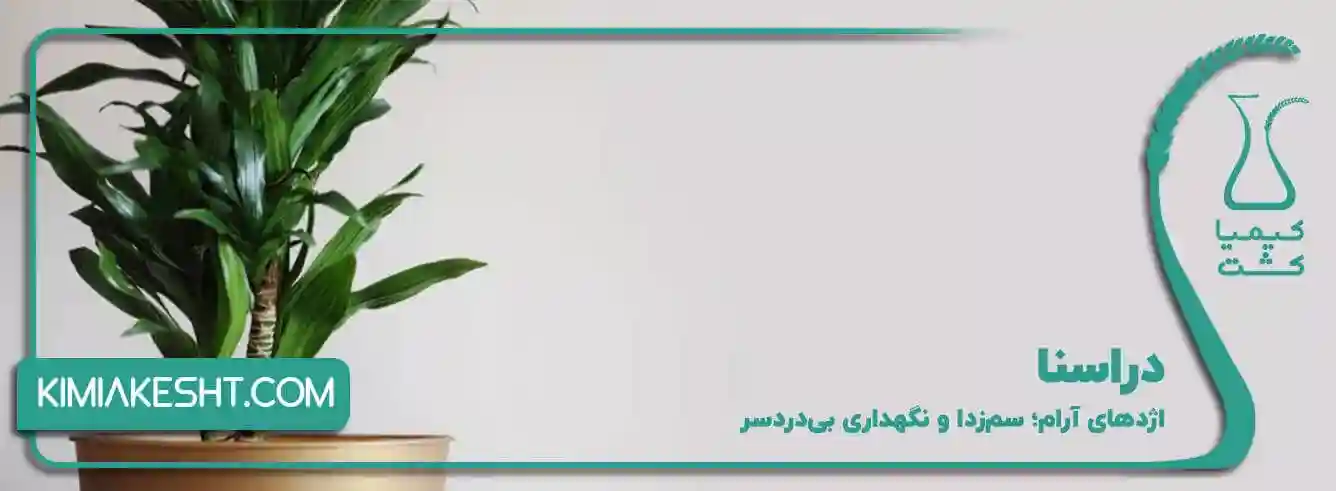 دراسنا