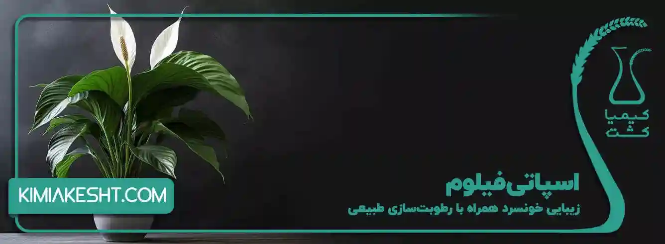 اسپاتی فیلوم