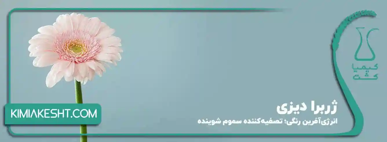 ژربرا دیزی