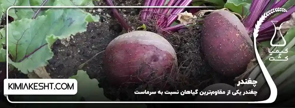 چغندر