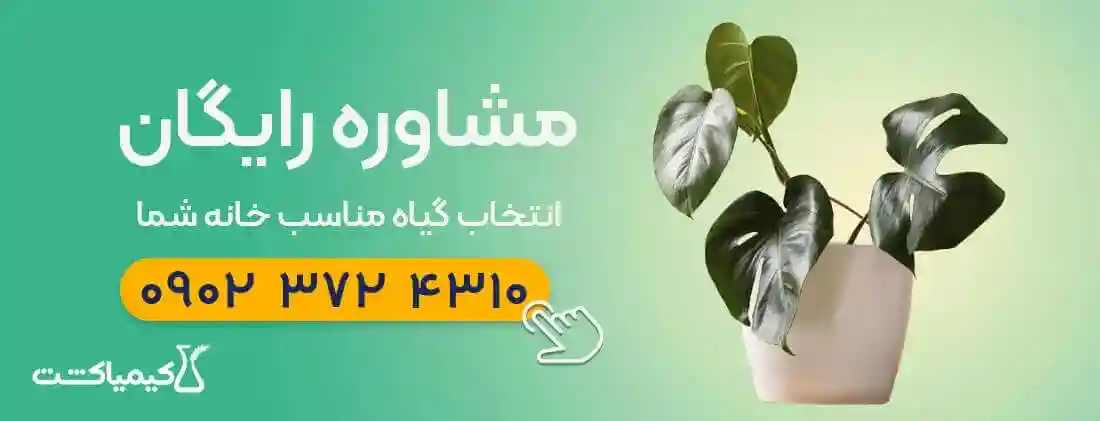مشاوره رایگان انتخاب گیاه آپارتمانی