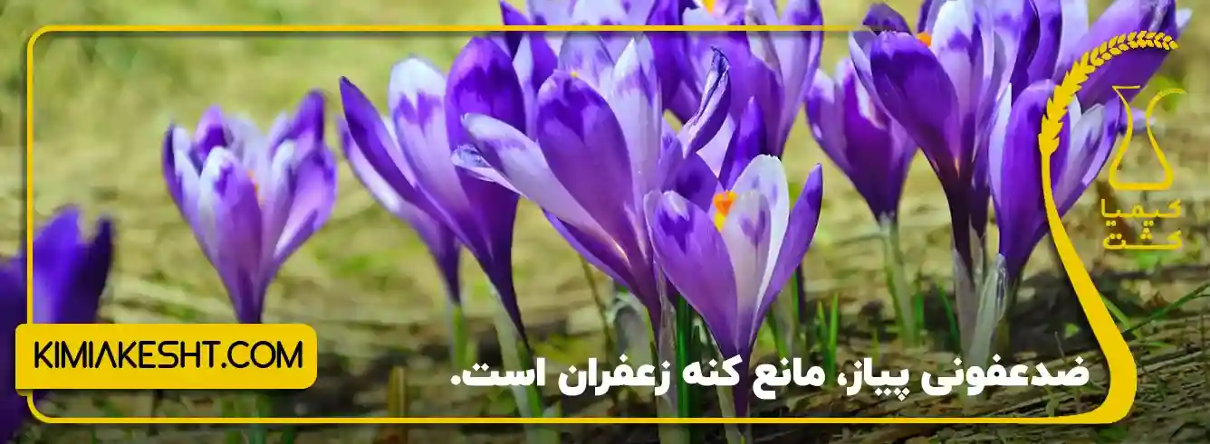 قارچ کش و کنه کش زعفران - بهترین کنه کش زعفران