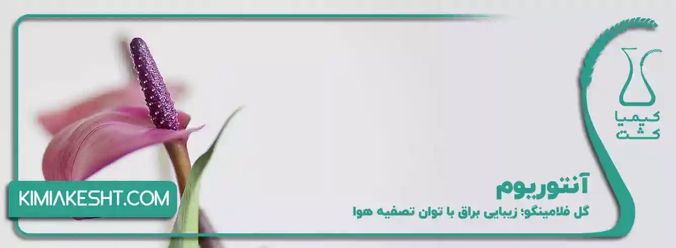 آنتوریوم