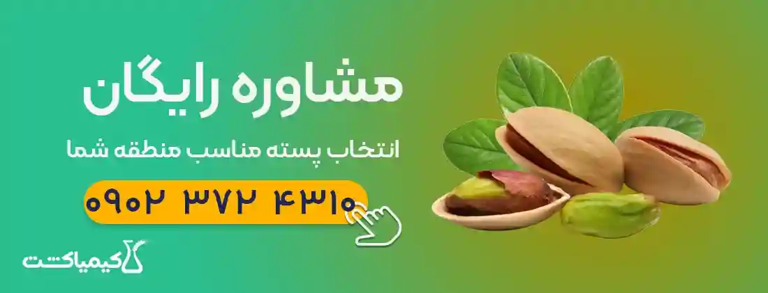مشاوره رایگان انتخاب پسته مناسب منطقه