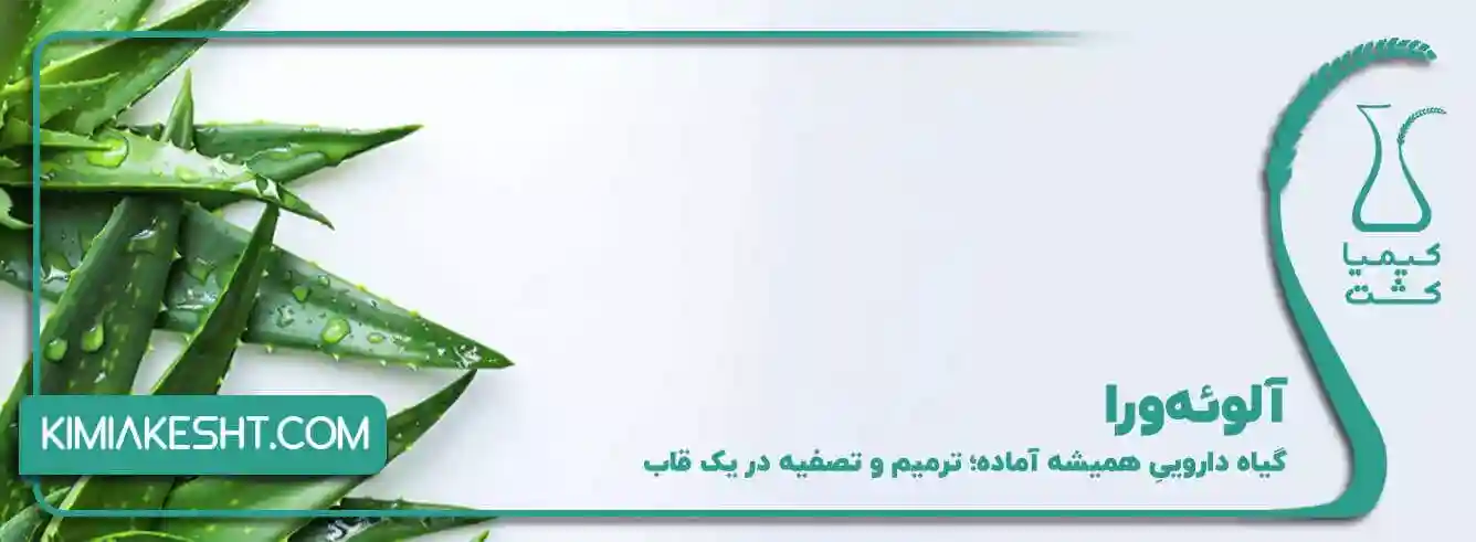 آلوئه ورا
