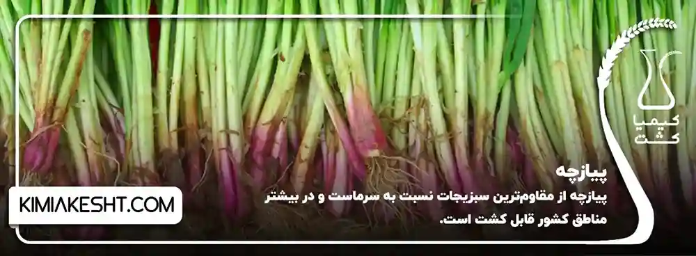 پیازچه