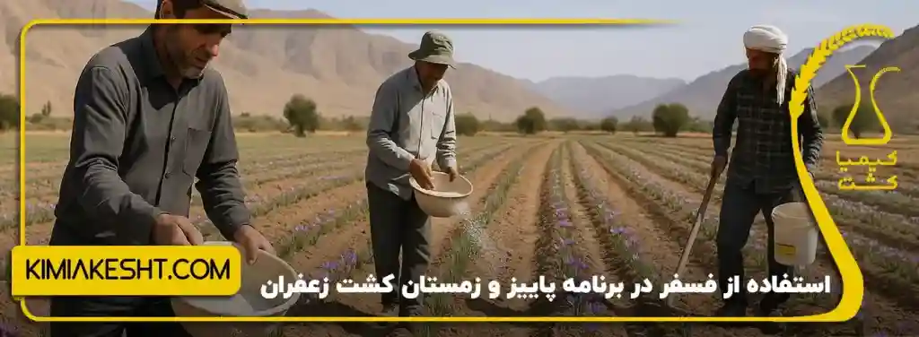 استفاده از فسفر در برنامه کشت زعفران