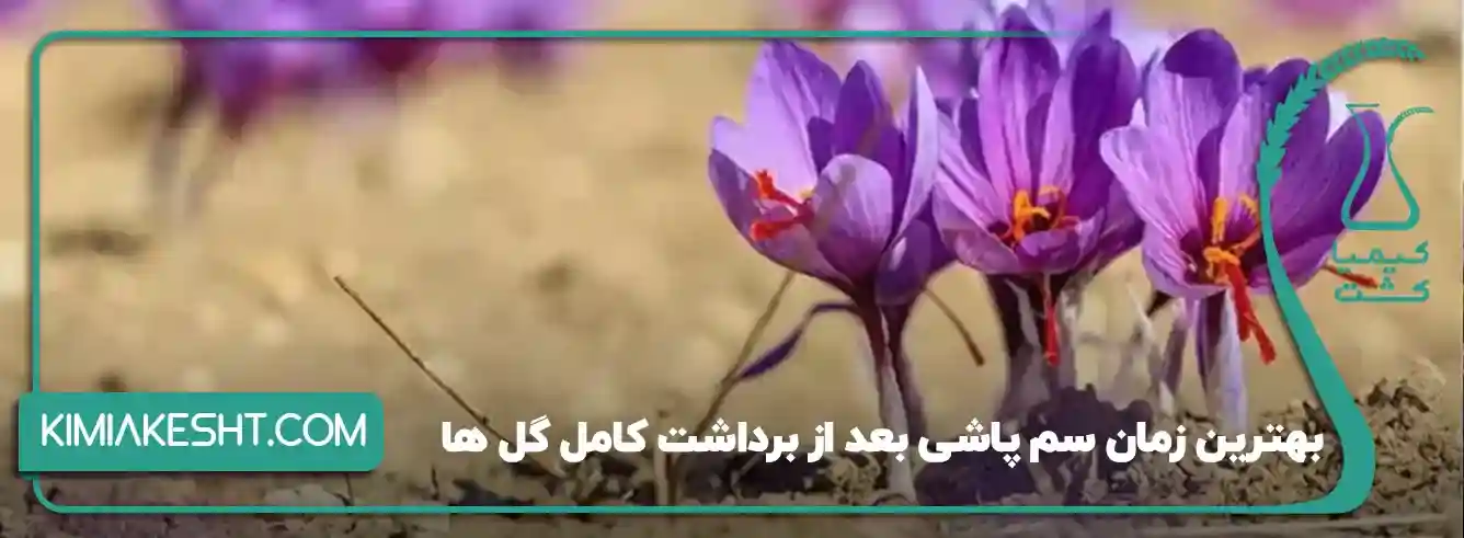 سم علف کش زعفران - زمان استفاده از سم علف کش زعفران چه زمانی است؟