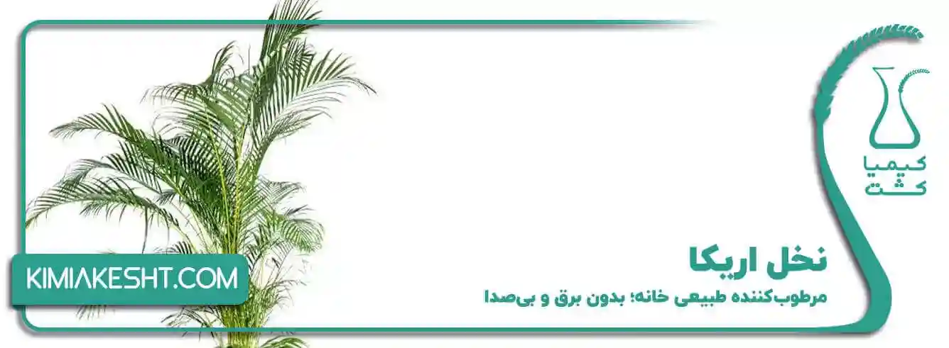 نخل اریکا