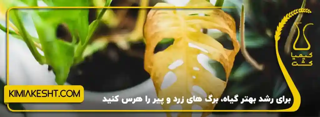 هرس کردن گیاه