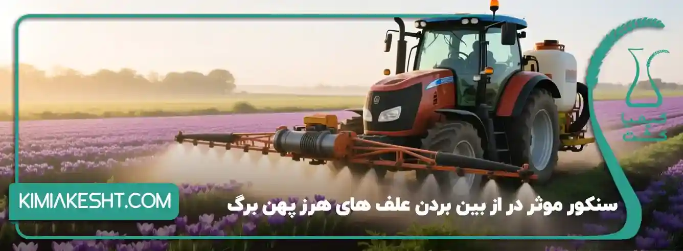 سم علف کش زعفران - معرفی بهترین سم علف کش پهن برگ زعفران